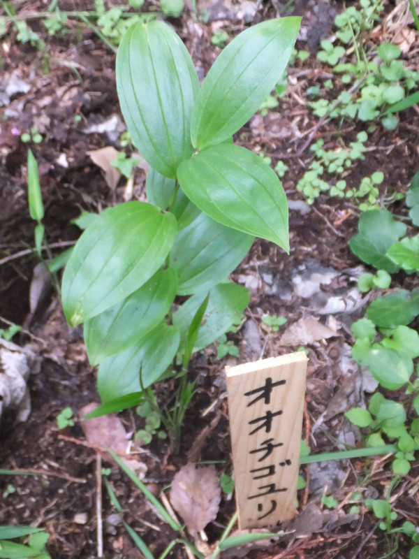 �I�I�`�S�����i��t���S���A�w���FDisporum viridescens�j